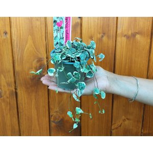 Lampášik (Ceropegia woodii) ´VARIEGATA´ - výška 15-20 cm, kont. P9